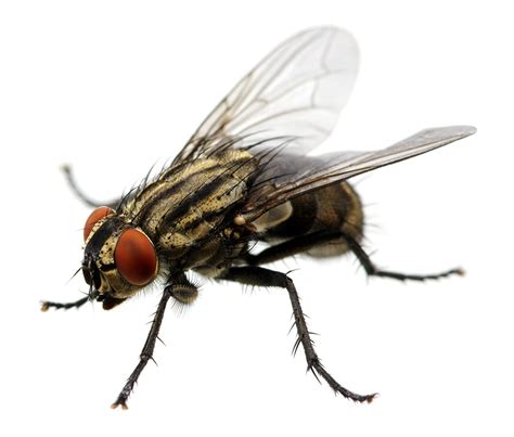 Wasp And Flying Insect Control Cid Pest Control Se London And Kent