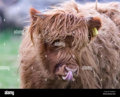 Portrait D Un Jeune Veau Vache Highland Comme Il Colle Sa Langue Et