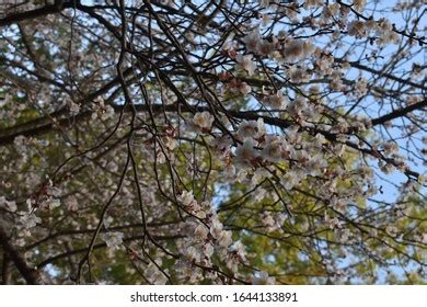 66 Shillong Cherry Blossom Images, Stock Photos, 3D objects, & Vectors ...