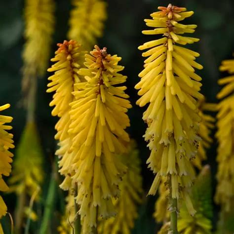 Kniphofia Uvaria Glowstick Jardins Michel Corbeil