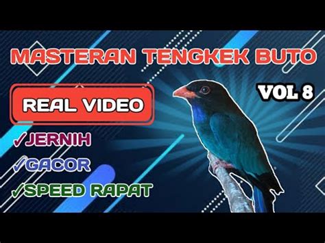 Masteran Burung Tengkek Buto Gacor Suara Jernih Speed Rapat Vol Youtube