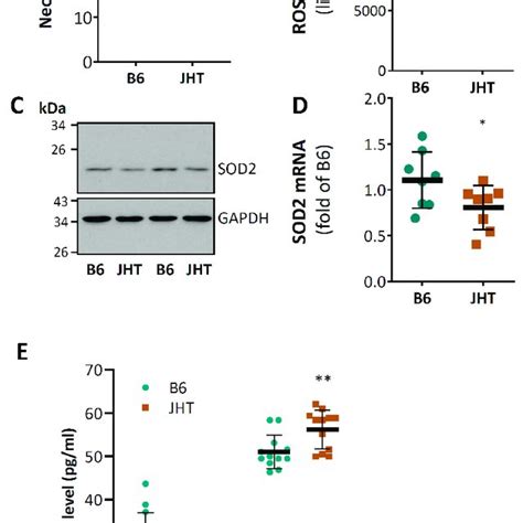 B Cell Deficiency In Mice Leads To Vascular Oxidative Stress And