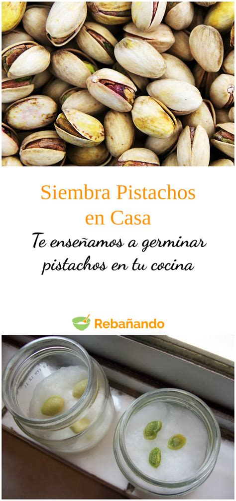 Aprende A Germinar Tus Propios Pistachos En Casa Paso A Paso Artofit