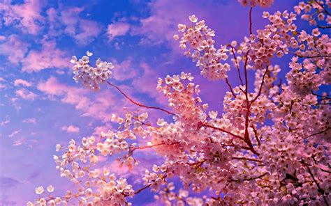 Cherry Blossom tree Wallpaper 4k HD for iPhone and Mobile Phone ID:4625