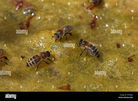 Honey Bee Apis Mellifera Workers Drinking From Algae Covered Pond