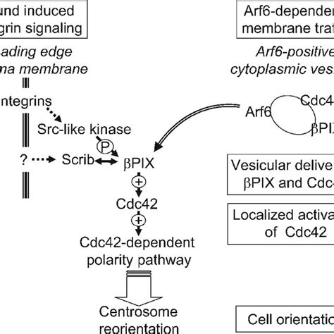 Arf6 Colocalizes With Cdc42 And Regulates Cdc42 Dynamics And Download Scientific Diagram