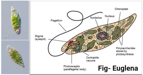 Euglena Viridis An Overview