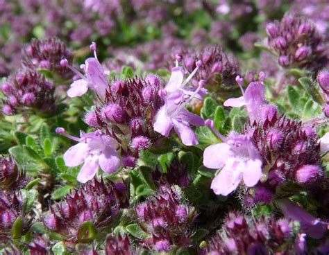 flowers for flower lovers.: Thyme flowers.