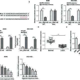 Circ Deletion Hampers Hypoxia Stimulated Glycolysis And