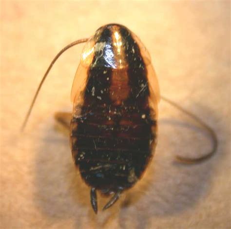 German Cockroach - Insect ID