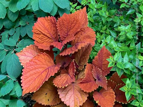 Solenostemon Coleus Inferno