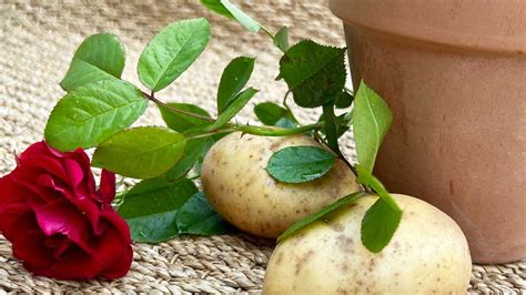 How To Grow Roses From Cuttings Using Potatoes And Honey At Stephanie