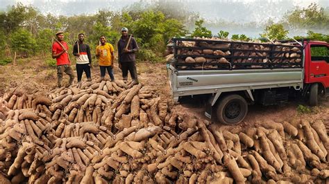 How Yam Is Harvested In Ghana Harvesting Over Yam Mounds In