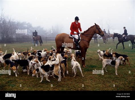 Fox Hunting On Horseback Cheshire Foxhounds Runnymeade Farm Chester