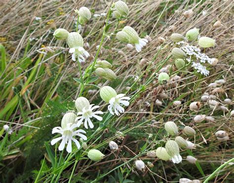 Vroege Vogels Foto Planten Blaassilene