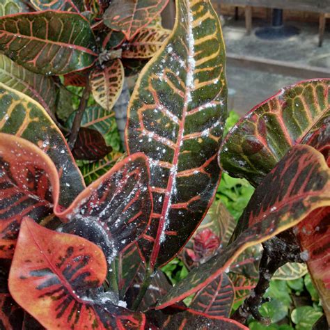 Croton Plant: Varieties, Care and Maintenance