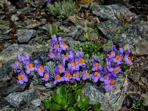 Malati Di Montagna Flora Alpina Adattamento Delle Piante Allaltitudine