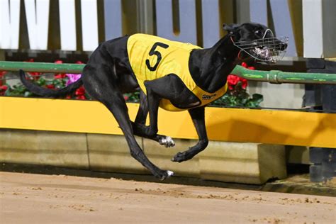 Wow Shes Fast Quickest Female Ever At Sandown History Of Greyhound