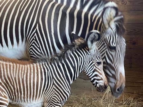 Baby Zebra Foals