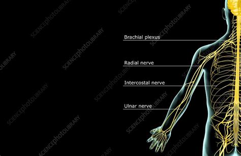 Upper Limb Nerves