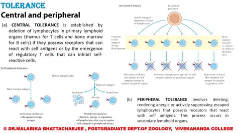 Immunology Comprehensive Revision Immune Tolerance Lecture 13 Youtube