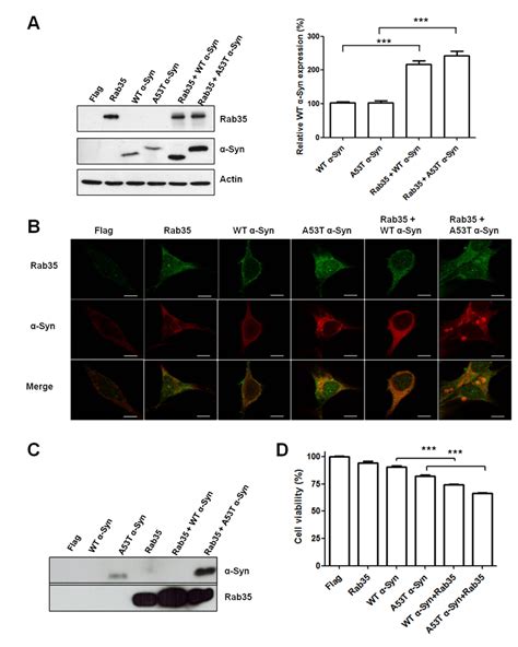 Rab35 Promotes Aggregation And Secretion Of A53t α Synuclein A53t