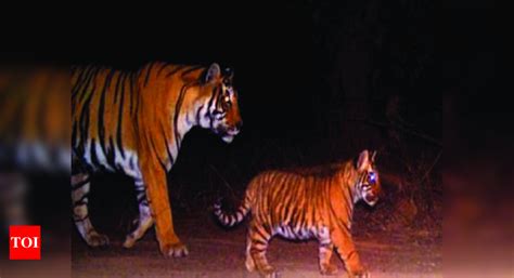 In A First Pilibhit Tiger Reserve Forest Guards Learn About Legal Aspects Of Wildlife Crime