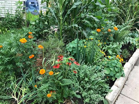 Guild Design 101 To Me The Most Powerful Concept In Permaculture