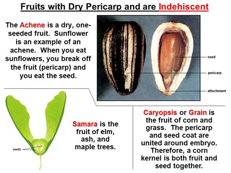 Caryopsis Fruit Examples