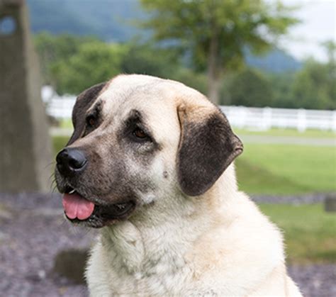 Kangal Dog Puppies