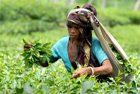 Tea Garden at Sylhet, Bangladesh Editorial Stock Image - Image of ...