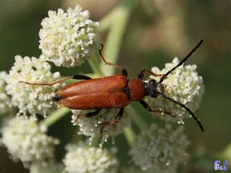 Stictoleptura rubra vörös virágcincér