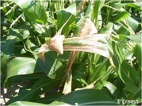 Leaf Scald In Sweet Corn And Other Crops Weekly Crop Update