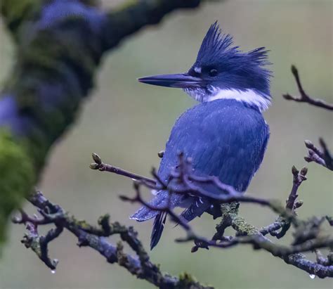 North American Kingfisher Is A Belter Bird Notes North Wales