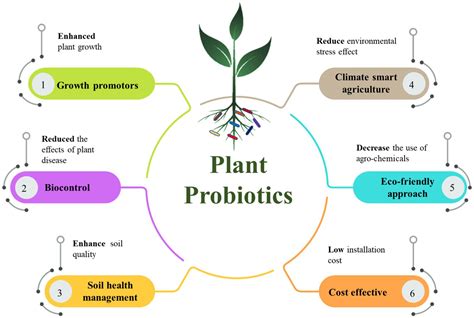 Frontiers Synergistic Impact Of Nanomaterials And Plant Probiotics In