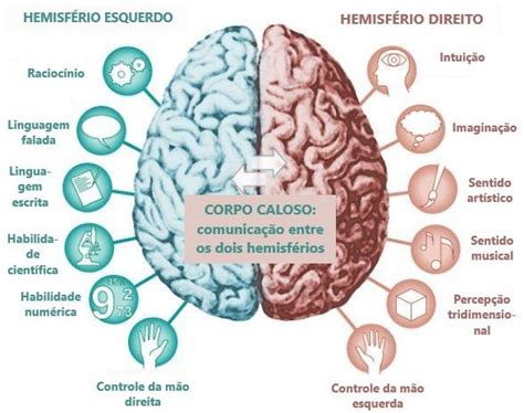 Introducir 55 imagen lobos cerebrais e suas funções Abzlocal mx