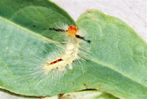 White Marked Tussock Moth Caterpillar Orgyia Leucostigma Bugguidenet