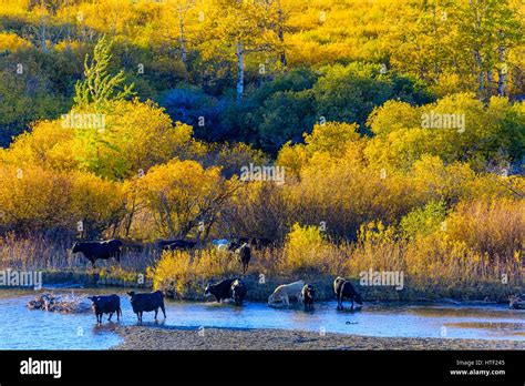 Cattle Ranch In Foothills Of Rocky Mountains Hi Res Stock Photography