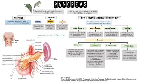 Glándulas anexas Páncreas Evleyn Rosmery Orrala Tarco uDocz