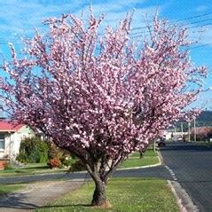 Prunus X Blireana