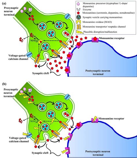 The Hypothesis Of Modulation Of Monoaminergic Transmitters In The