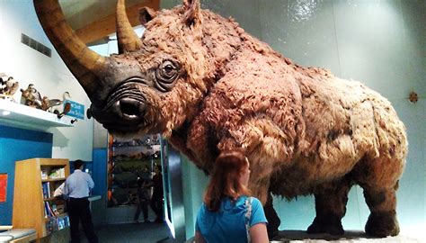 The Woolly Rhino Unbelievable Ice Age Creatures That Were Larger Than Life