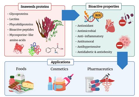 Antioxidants Free Full Text Seaweed Derived Proteins And Peptides