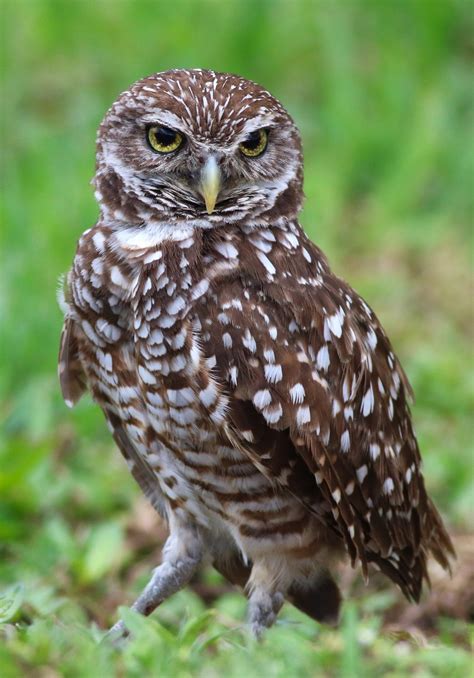 Lindsay Caldwell Headline Burrowing Owl Festival 2024