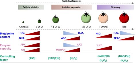 Enzymebased Kinetic Modelling Of ASCGSH Cycle During Tomato Fruit