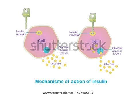 Mechanism Action Insulin How Does Insulin Stock Vector Royalty Free