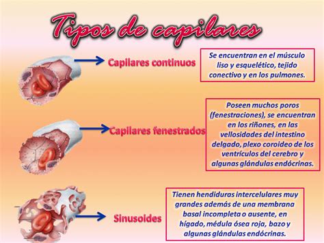 Fisiología Humana Estructura De Los Vasos Sanguíneos