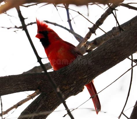 Bright Red Northern Cardinal Singing Bird Male Colorful Stock Photo ...