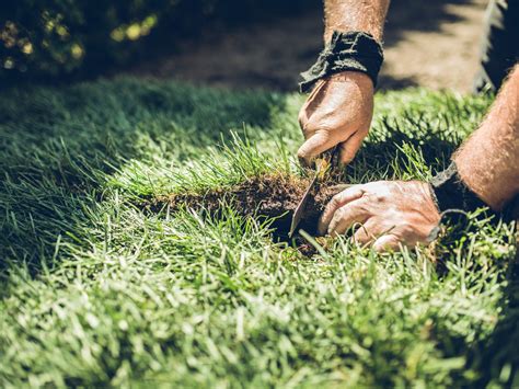 Guía Completa De Tipos De Césped Para Tu Jardín Descubre Cuál Es El Ideal Para Ti