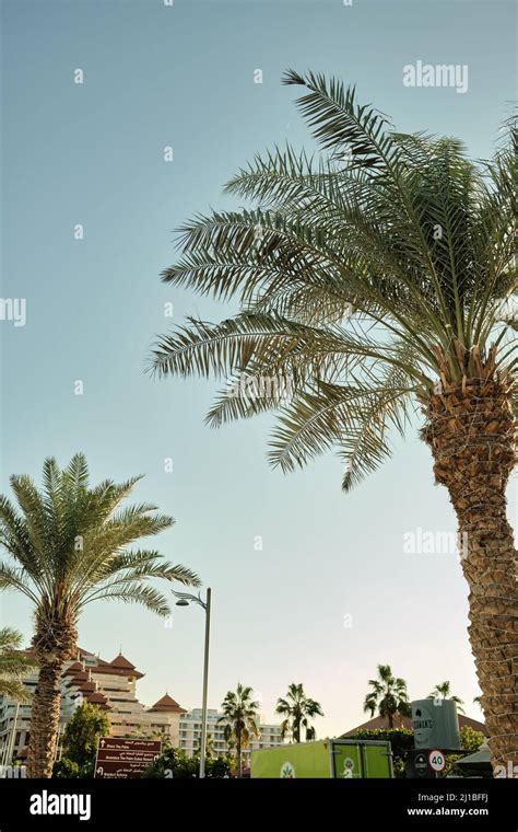 Dubai Palm Tree Island Hi Res Stock Photography And Images Alamy